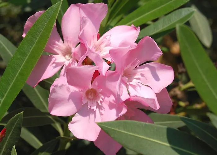 Cachet - Adult Only +14 3*